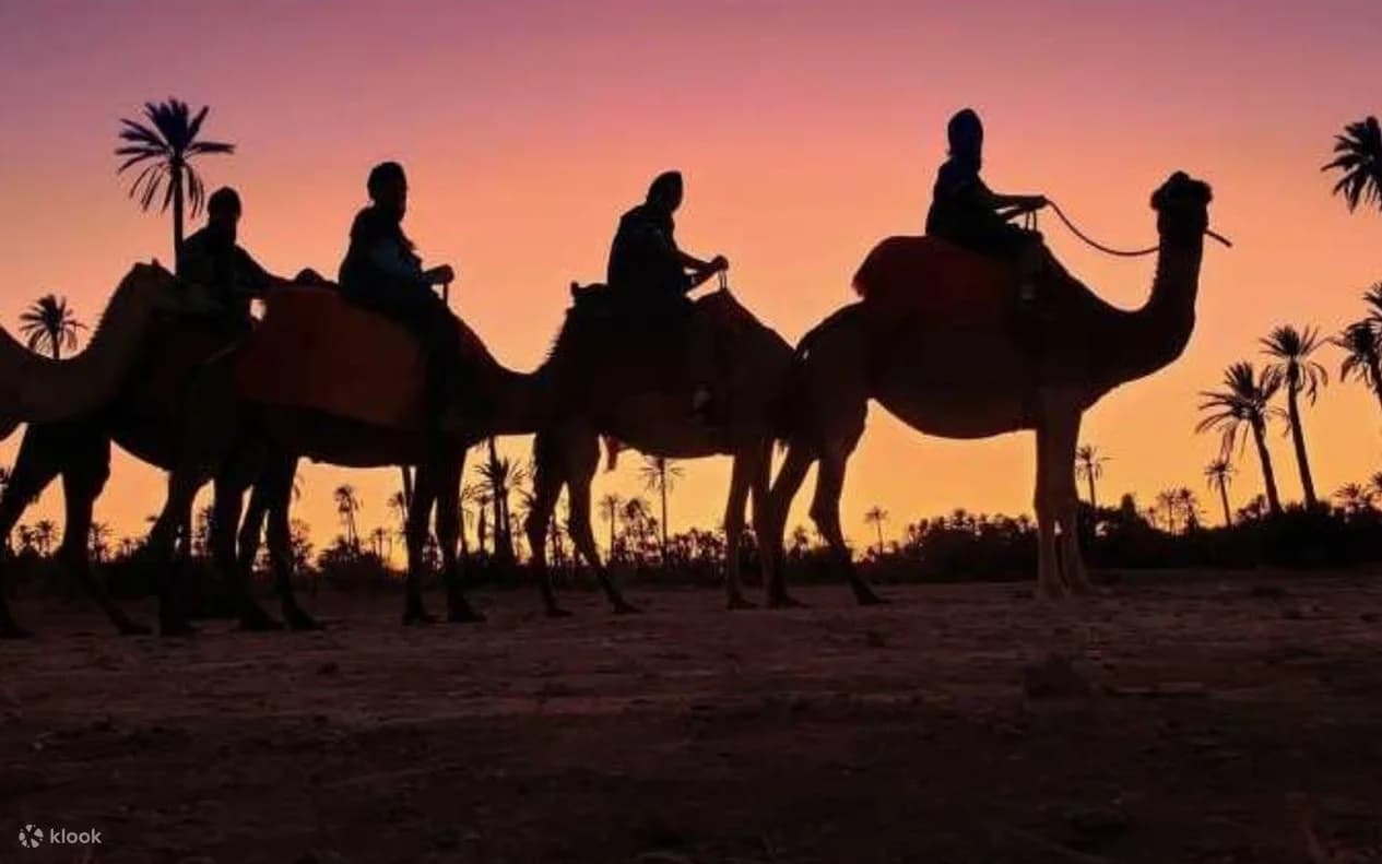 Camel Ride During Sunset at Palmeraie