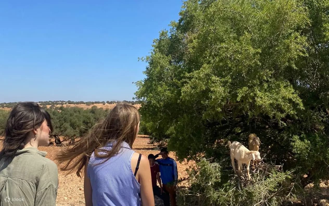 Marrakech Essaouira Full-Day Trip with Argan Oil Visit